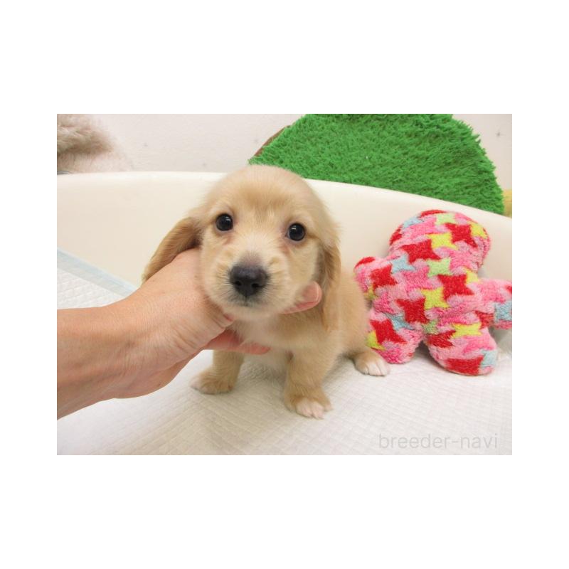 販売中の大阪府のミニチュアダックスフンド(ロングヘアード)-425009