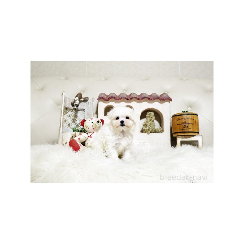 販売中の佐賀県のマルチーズ-425010の5枚目