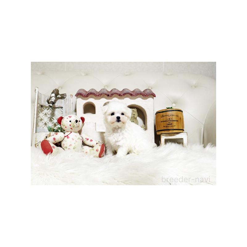 販売中の佐賀県のマルチーズ-425010の3枚目