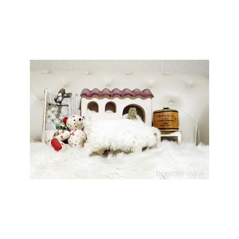 販売中の佐賀県のマルチーズ-425010の2枚目