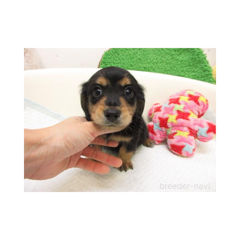 販売中の大阪府のミニチュアダックスフンド(ロングヘアード)-425011の1枚目