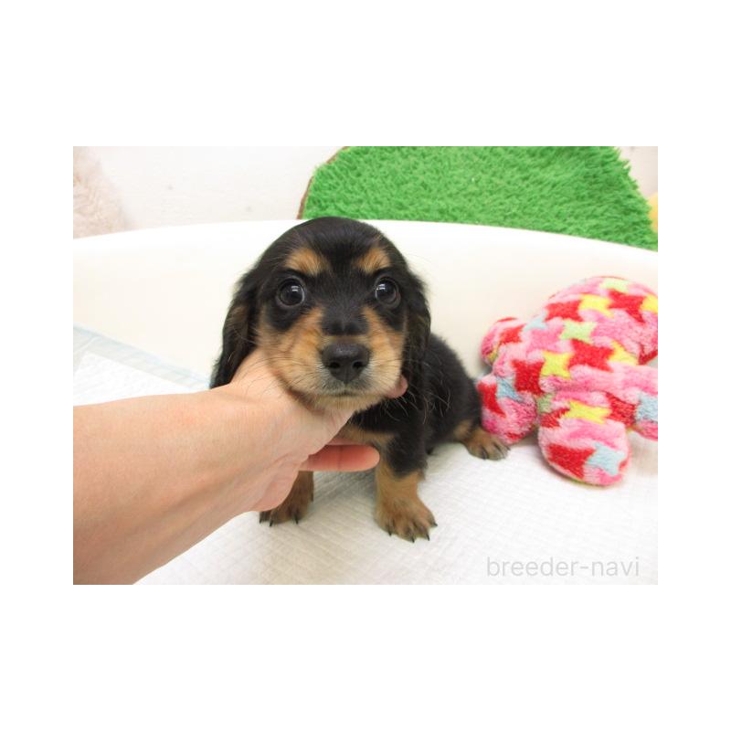 販売中の大阪府のミニチュアダックスフンド(ロングヘアード)-425011の2枚目