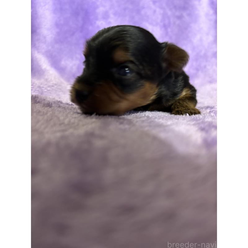 販売中の福岡県のヨークシャーテリア-425019の5枚目