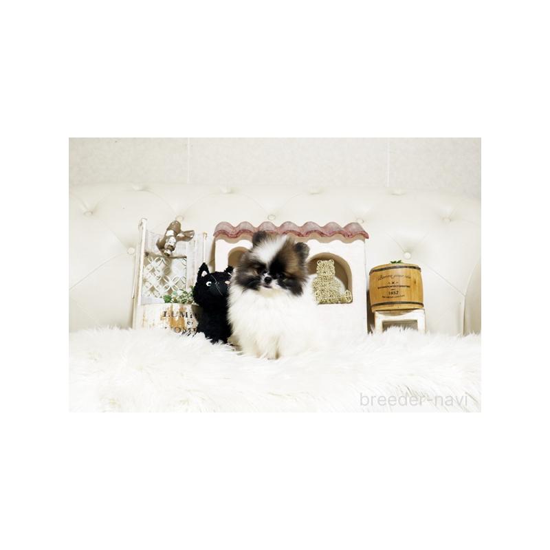 販売中の佐賀県のポメラニアン-425012の5枚目