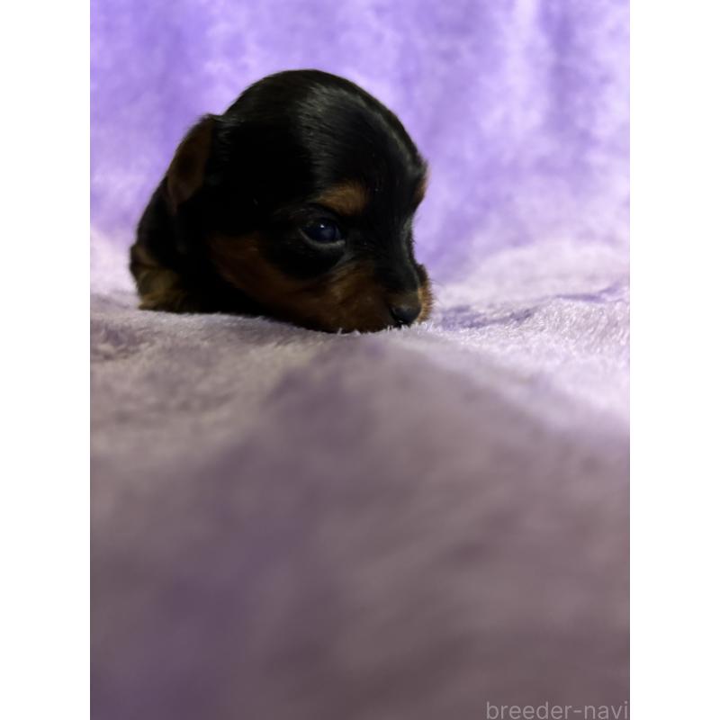 販売中の福岡県のヨークシャーテリア-425019の4枚目