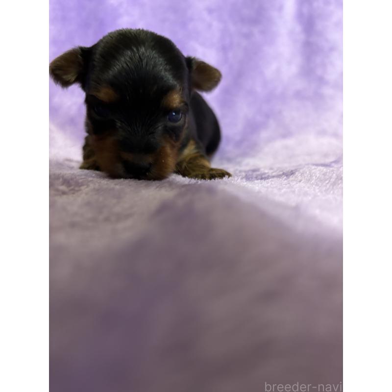 販売中の福岡県のヨークシャーテリア-425019の3枚目