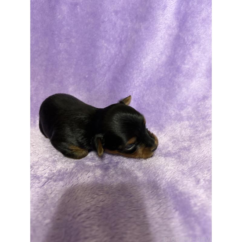 販売中の福岡県のヨークシャーテリア-425019の2枚目