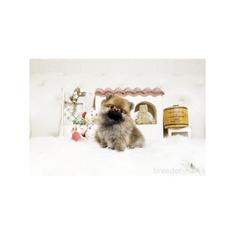 販売中の佐賀県のポメラニアン-425013の5枚目