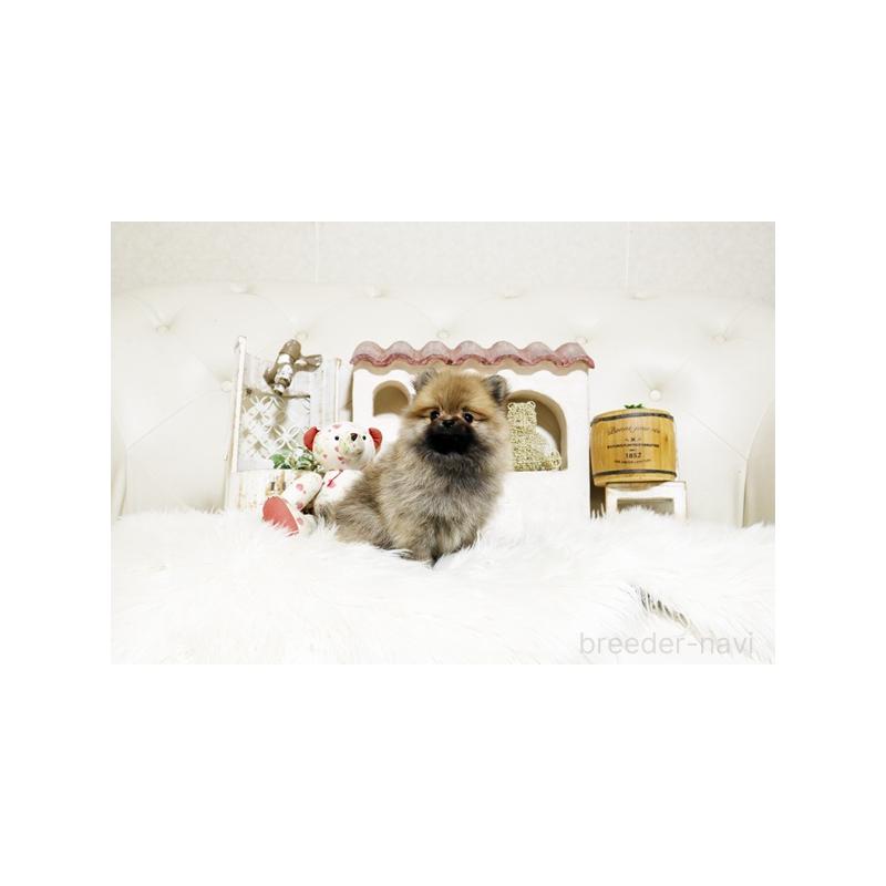 販売中の佐賀県のポメラニアン-425013の4枚目