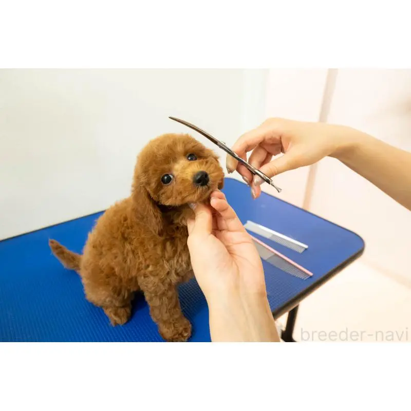 販売中の埼玉県のポメラニアン-425016の16枚目