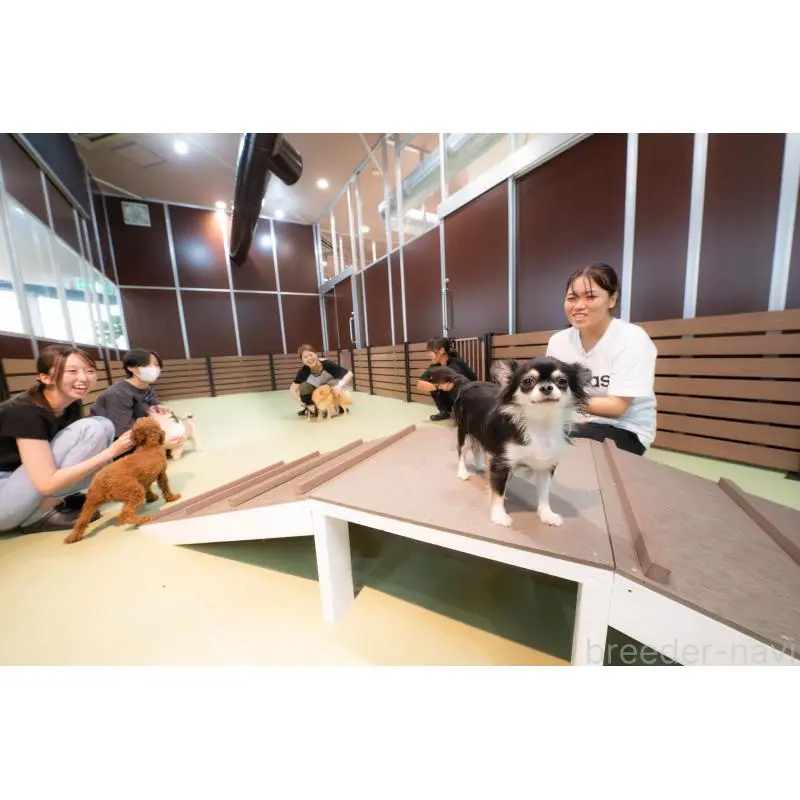 販売中の埼玉県のポメラニアン-425016の15枚目