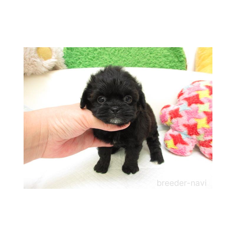 販売中の大阪府のミックス犬-425014