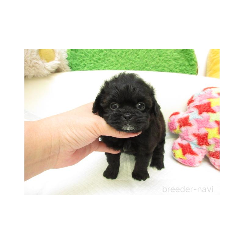 販売中の大阪府のミックス犬-425014の2枚目