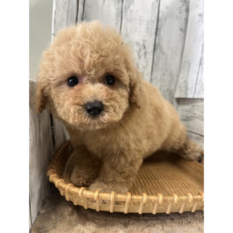 商談中の山梨県のビションプー:ビションフリーゼ×トイプードル-422960の6枚目