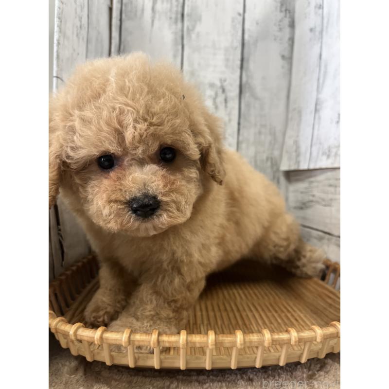 商談中の山梨県のビションプー:ビションフリーゼ×トイプードル-422960の5枚目