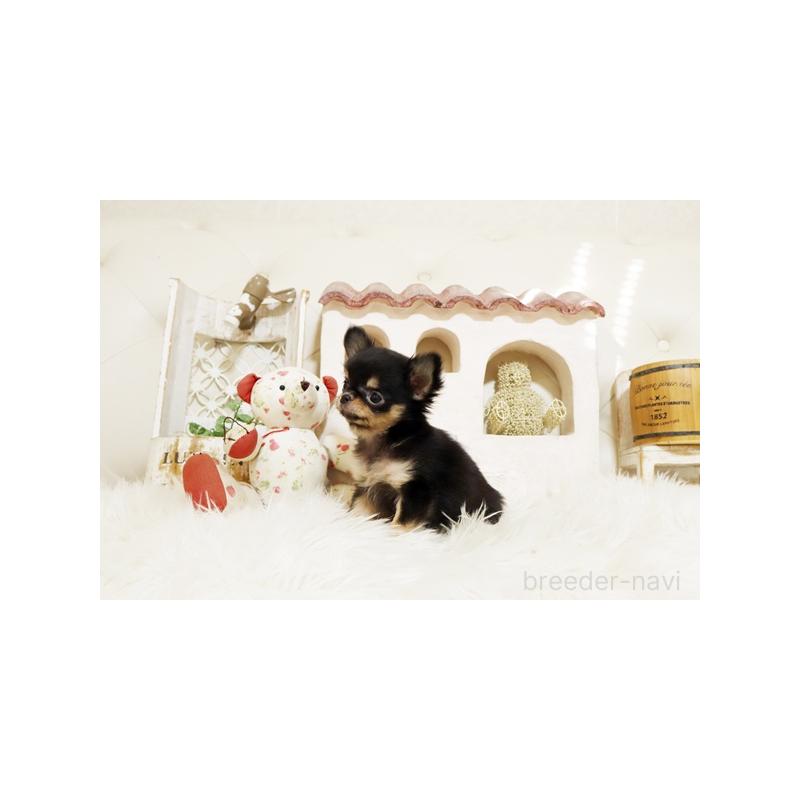 販売中の佐賀県のチワワ(ロングコート)-425015の3枚目