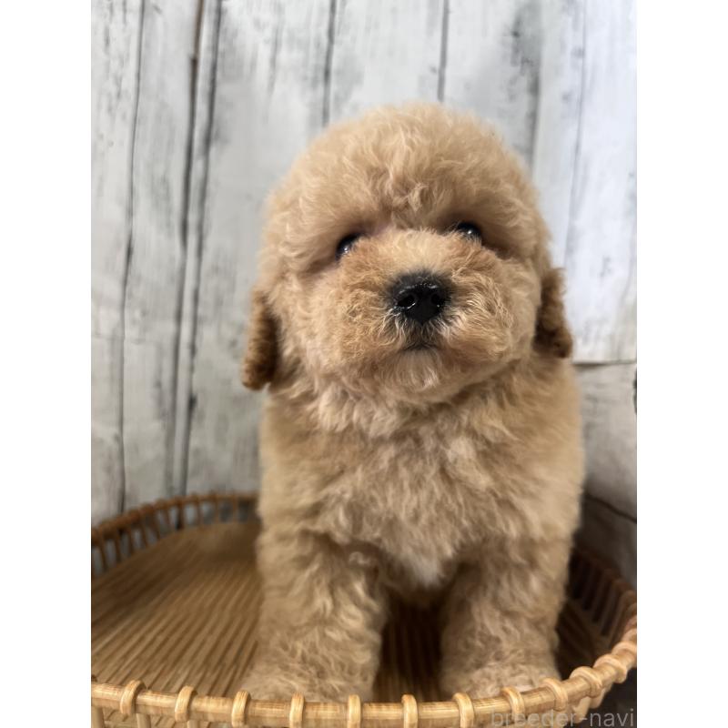 商談中の山梨県のビションプー:ビションフリーゼ×トイプードル-422960の4枚目