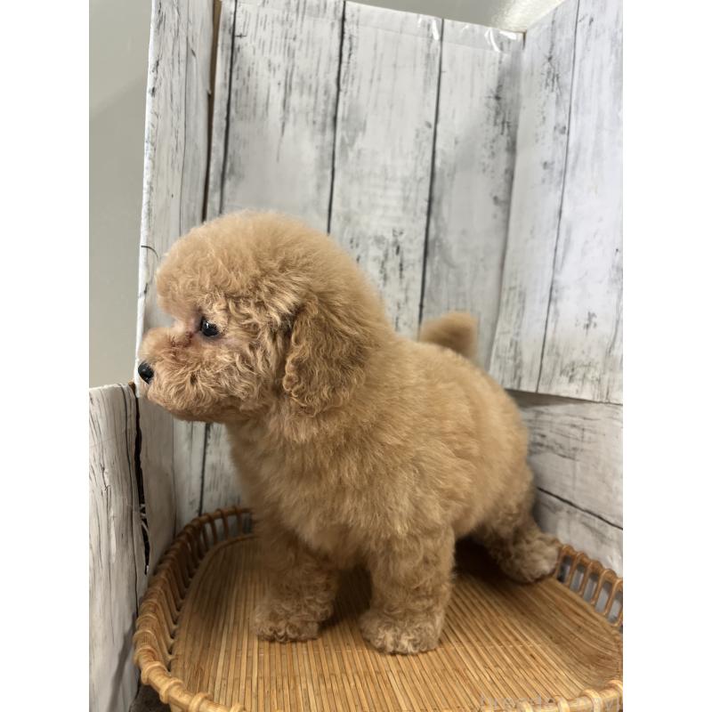 商談中の山梨県のビションプー:ビションフリーゼ×トイプードル-422960の3枚目