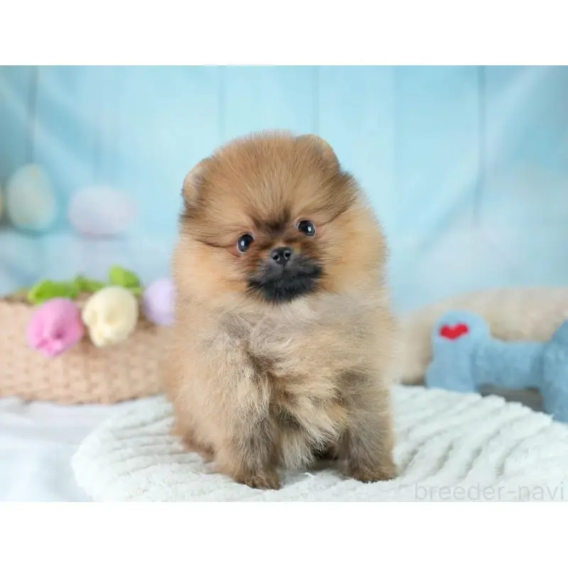 販売中の埼玉県のポメラニアン-425016の11枚目