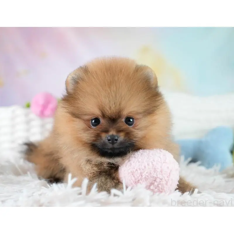 販売中の埼玉県のポメラニアン-425016の9枚目