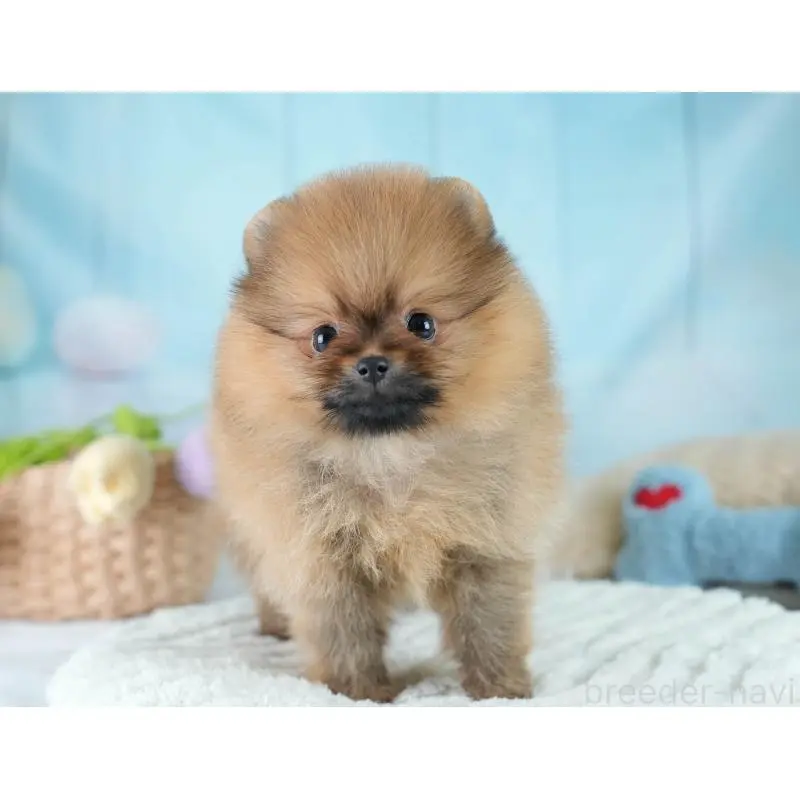 販売中の埼玉県のポメラニアン-425016の7枚目