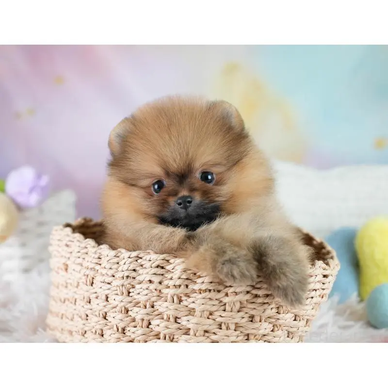 販売中の埼玉県のポメラニアン-425016の6枚目