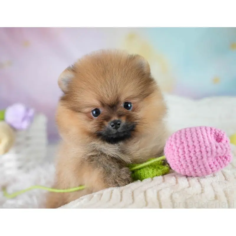 販売中の埼玉県のポメラニアン-425016の5枚目