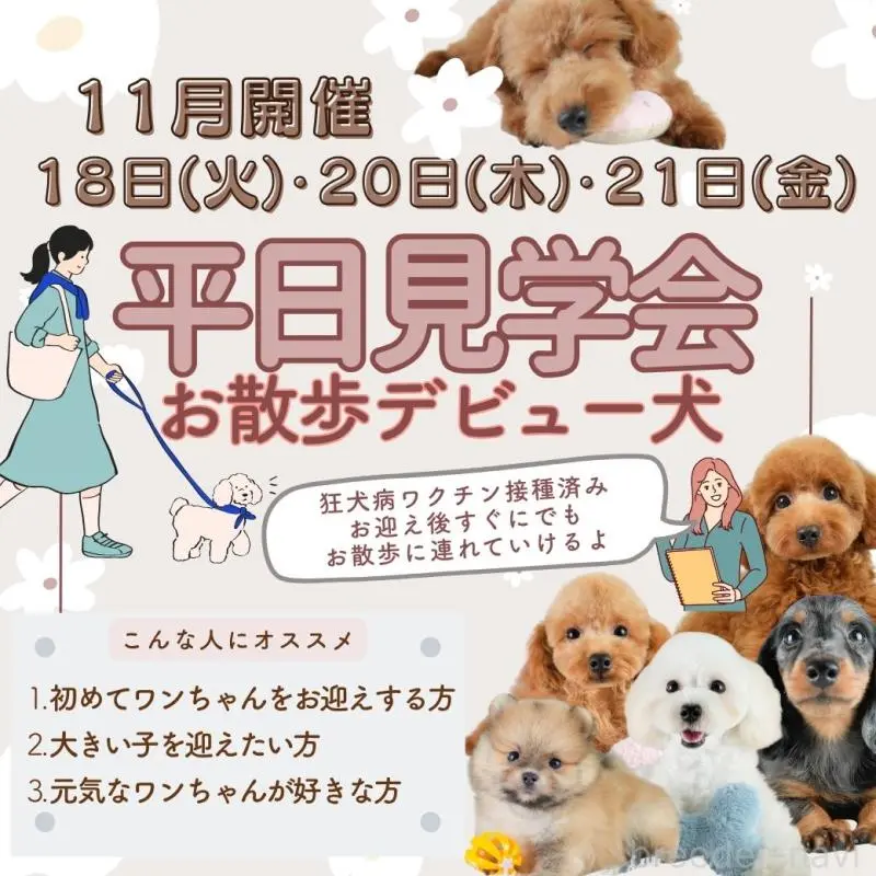 販売中の埼玉県のポメラニアン-425016の3枚目