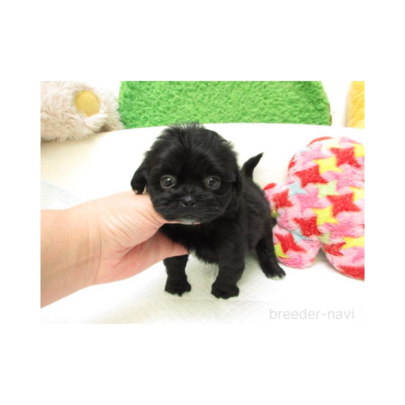 販売中の大阪府のミックス犬-425017の1枚目