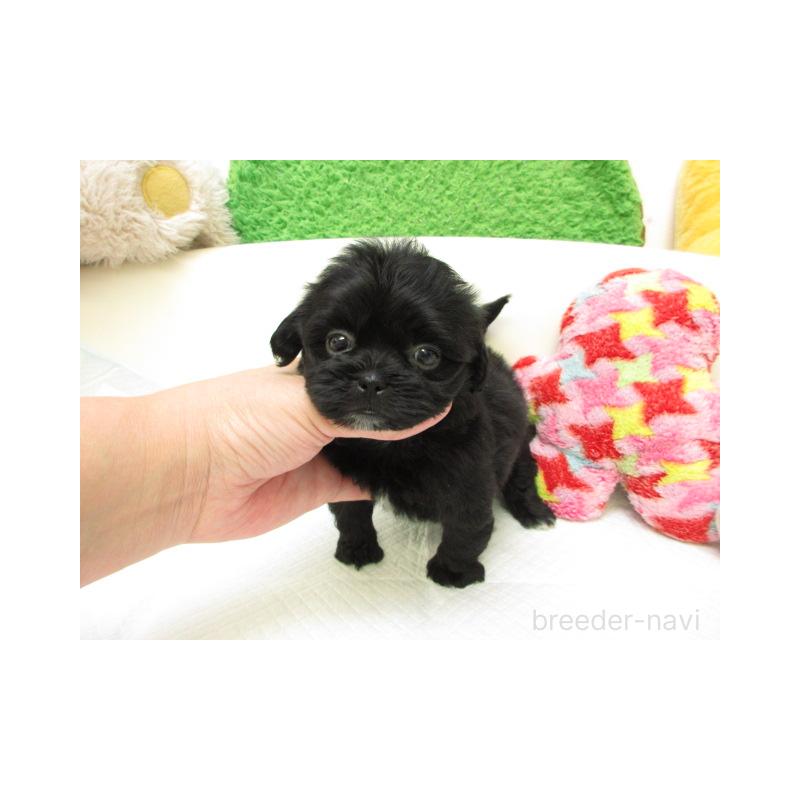 販売中の大阪府のミックス犬-425017の2枚目