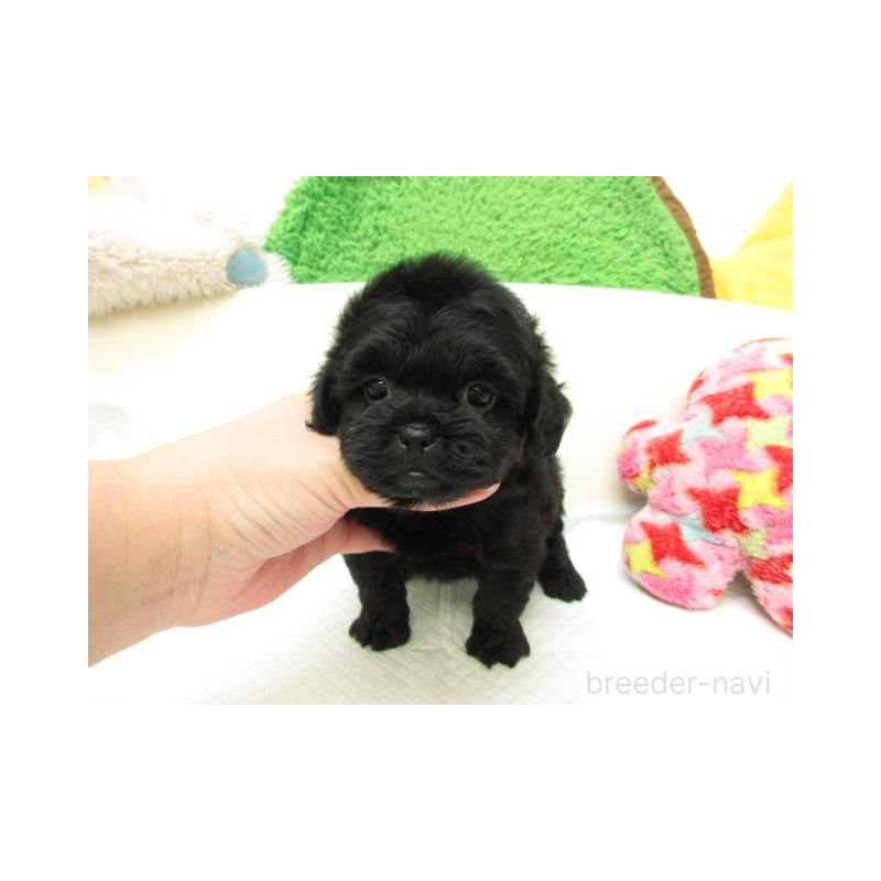 販売中の大阪府のミックス犬-425018