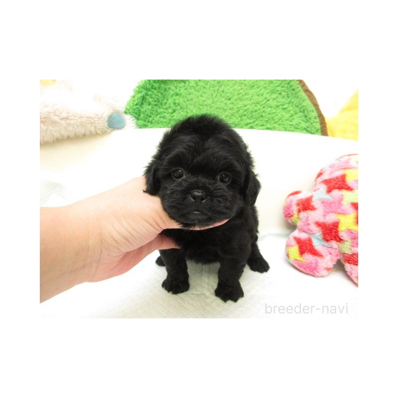 販売中の大阪府のミックス犬-425018の2枚目