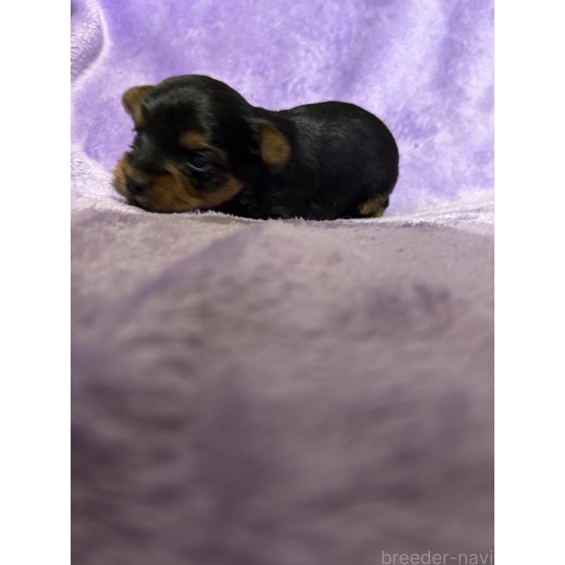 販売中の福岡県のヨークシャーテリア-425020の5枚目