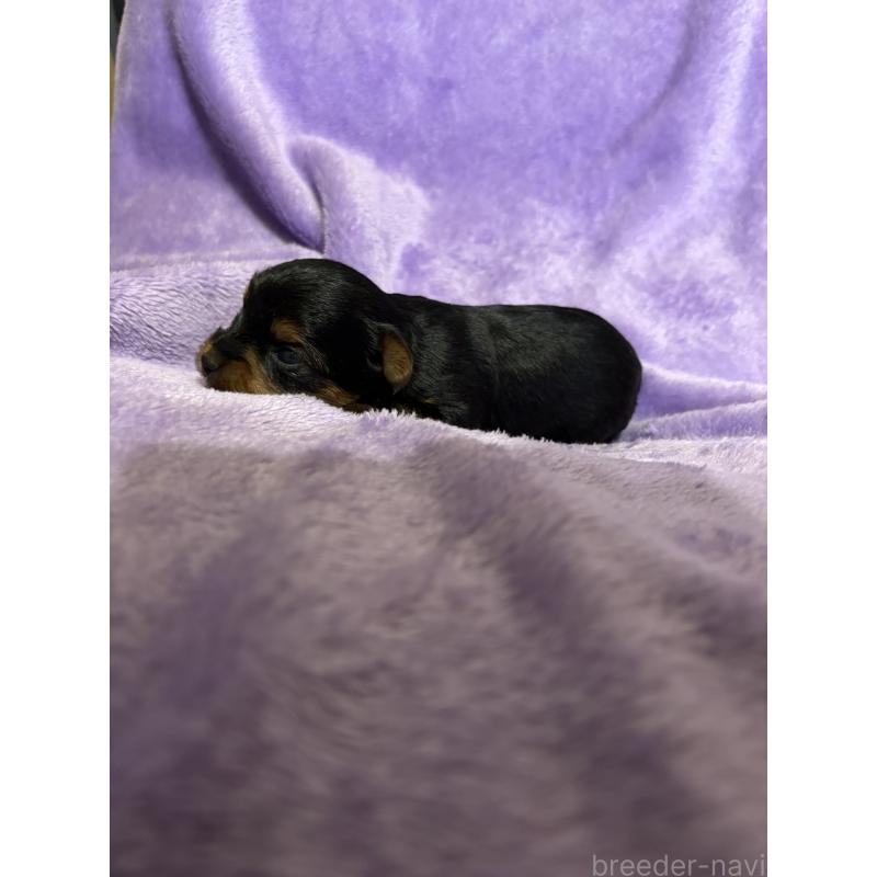 販売中の福岡県のヨークシャーテリア-425020の4枚目