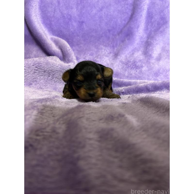 販売中の福岡県のヨークシャーテリア-425020の3枚目