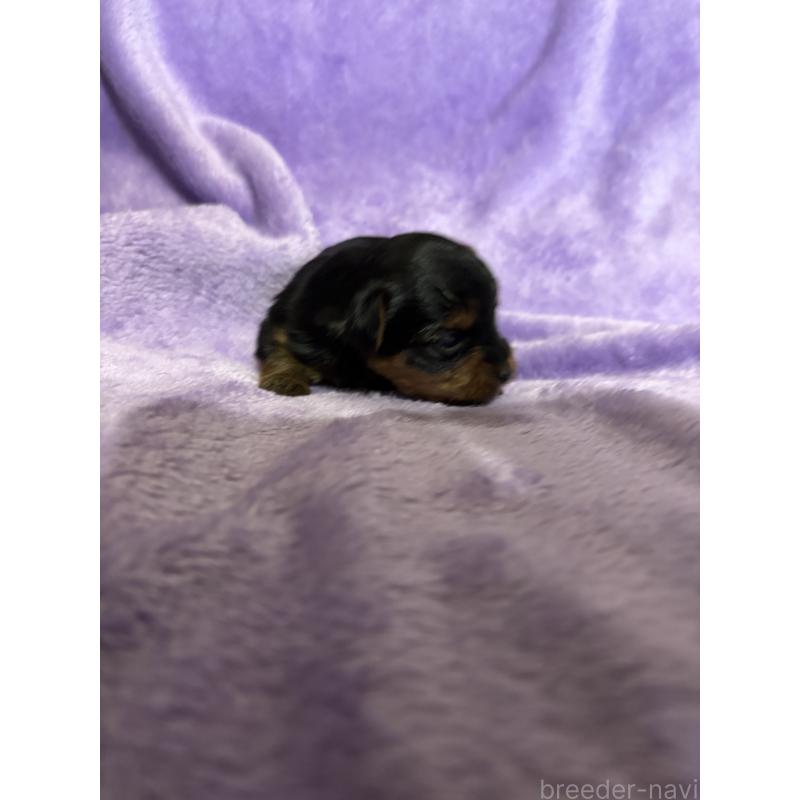 販売中の福岡県のヨークシャーテリア-425020の2枚目