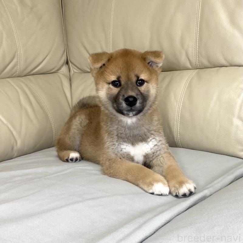 販売中のの柴犬-417353