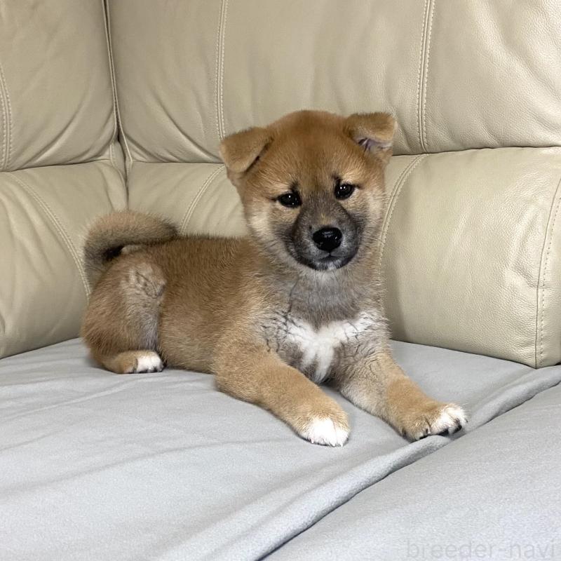 成約済の茨城県の柴犬-417353の10枚目