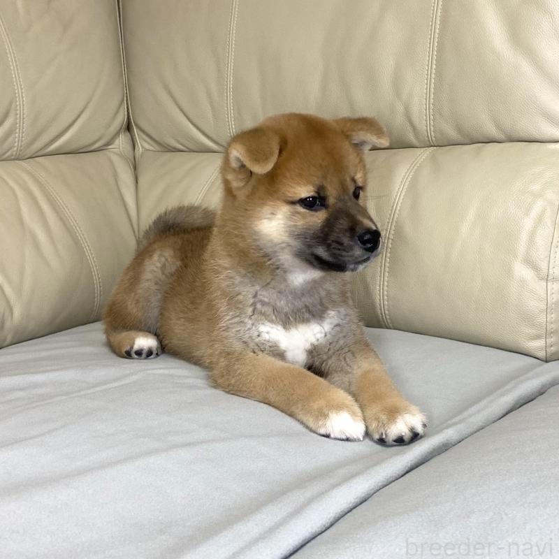 成約済の茨城県の柴犬-417353の9枚目