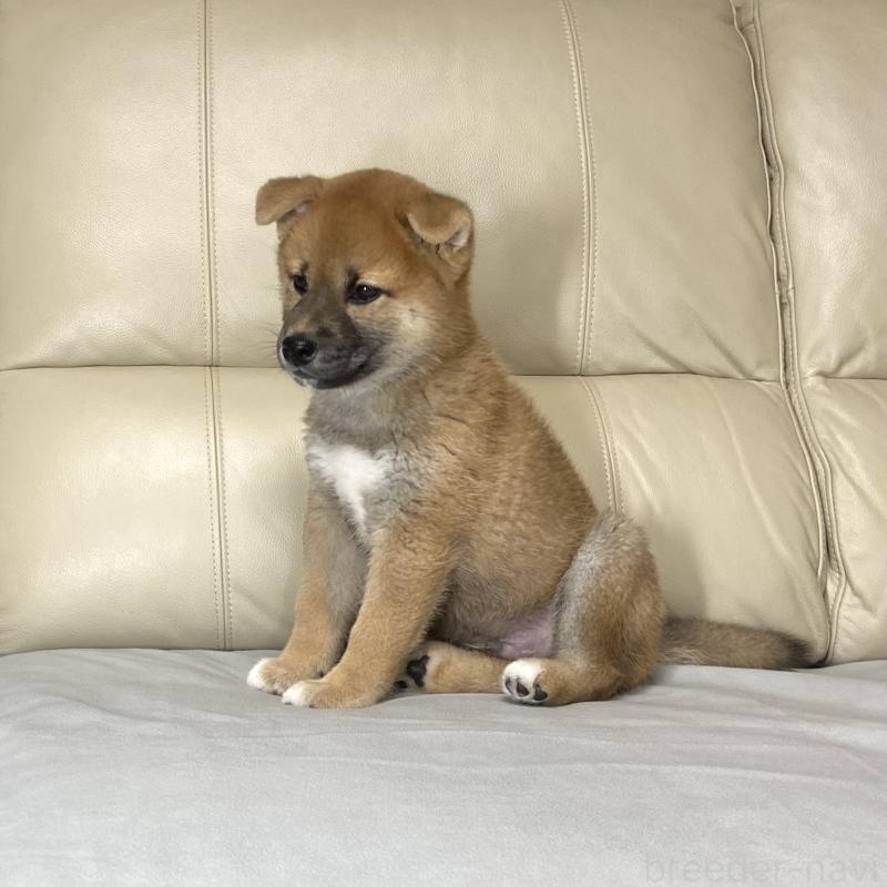 成約済の茨城県の柴犬-417353の8枚目