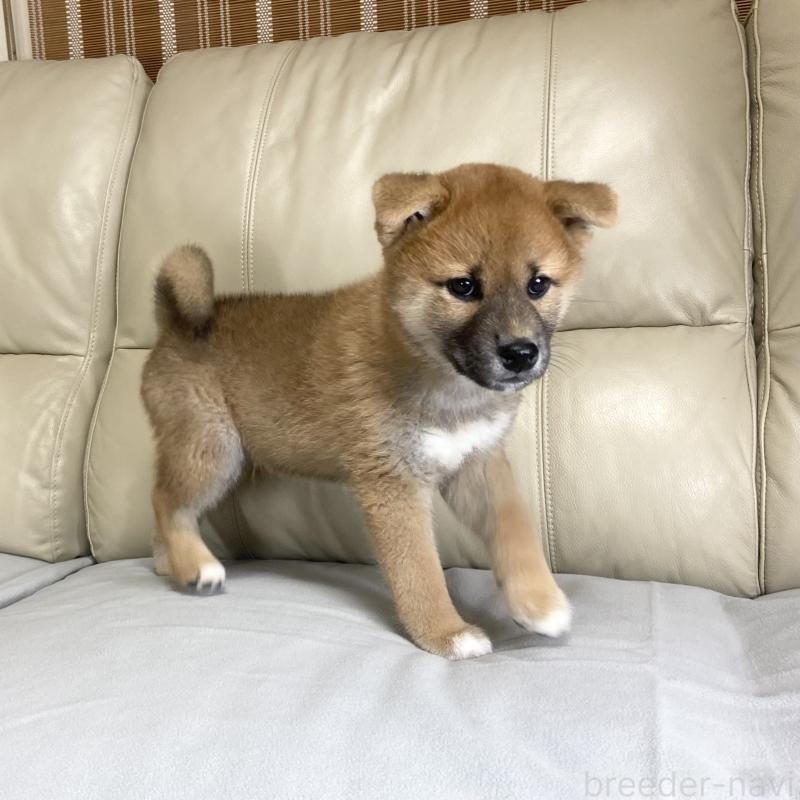 成約済の茨城県の柴犬-417353の6枚目