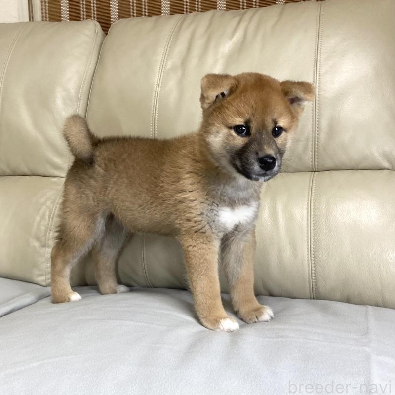 成約済の茨城県の柴犬-417353の5枚目