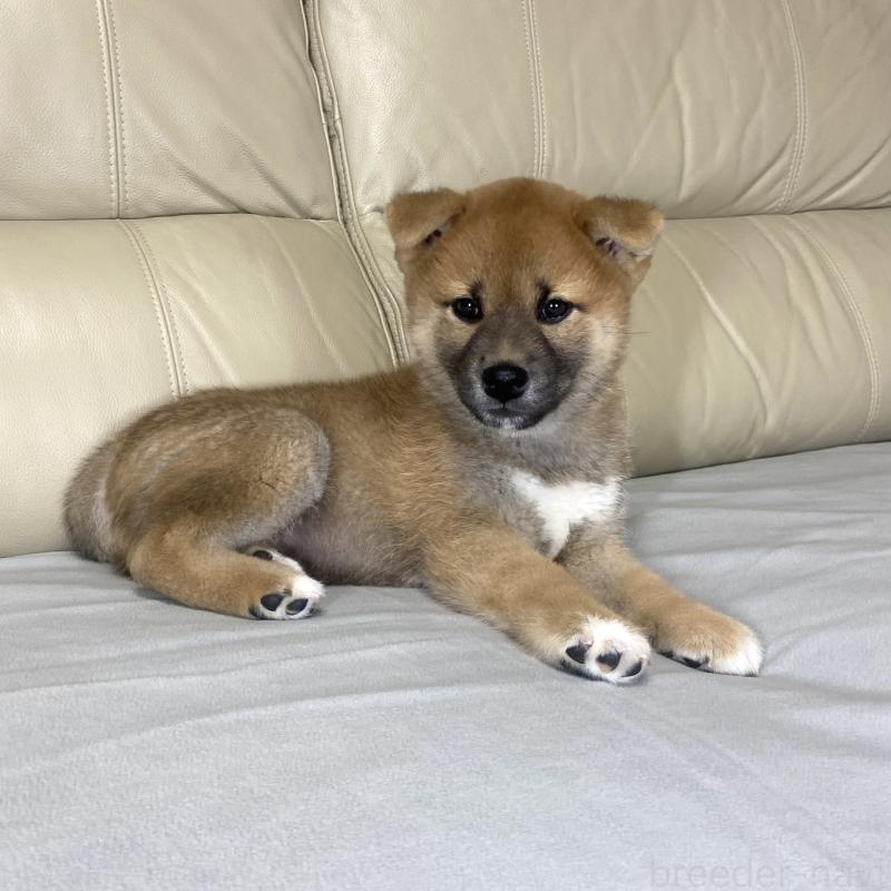 成約済の茨城県の柴犬-417353の4枚目