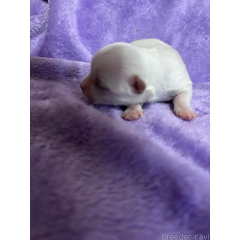 販売中の福岡県のマルチーズ-425023の2枚目