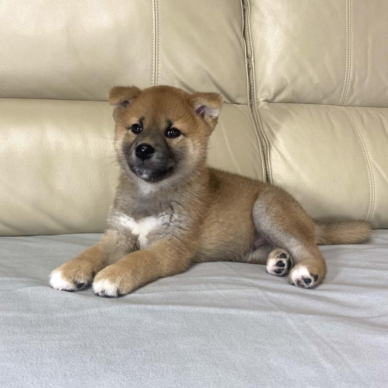 成約済の茨城県の柴犬-417353の3枚目