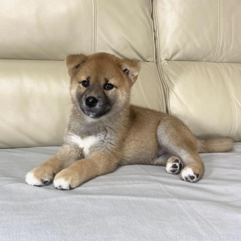 成約済の茨城県の柴犬-417353の2枚目