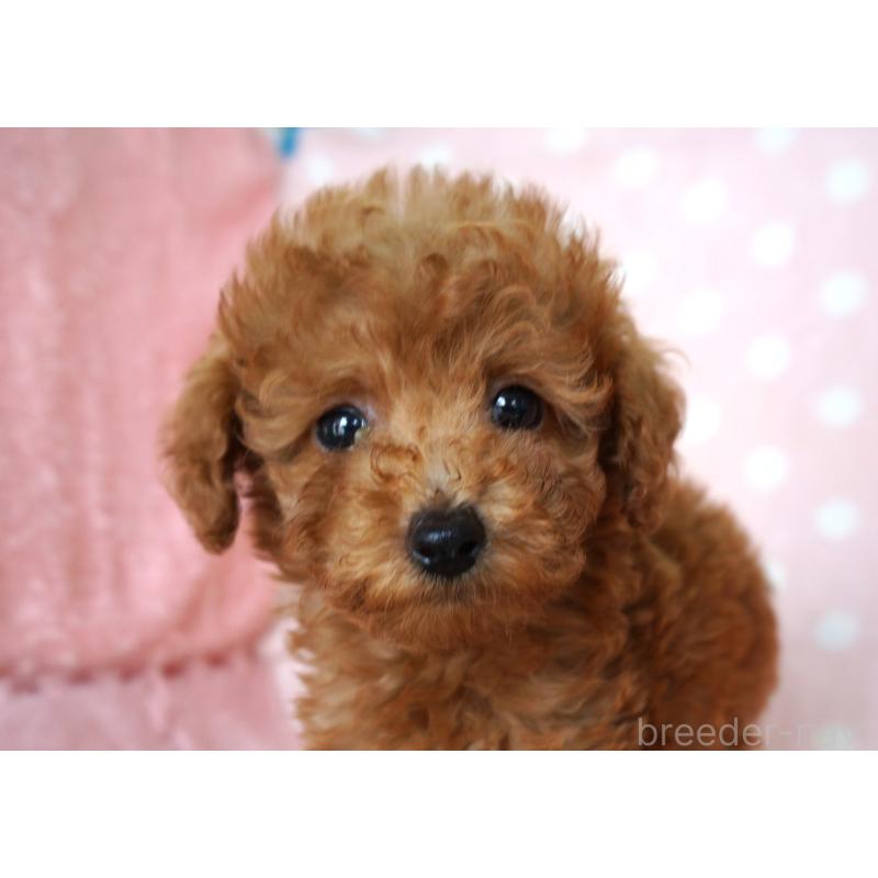 販売中の長崎県のトイプードル-425021の1枚目