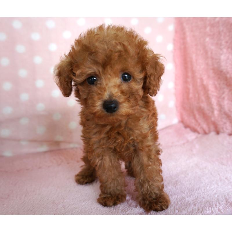 販売中の長崎県のトイプードル-425021の4枚目