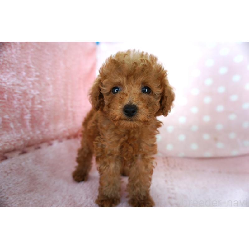 販売中の長崎県のトイプードル-425021の3枚目