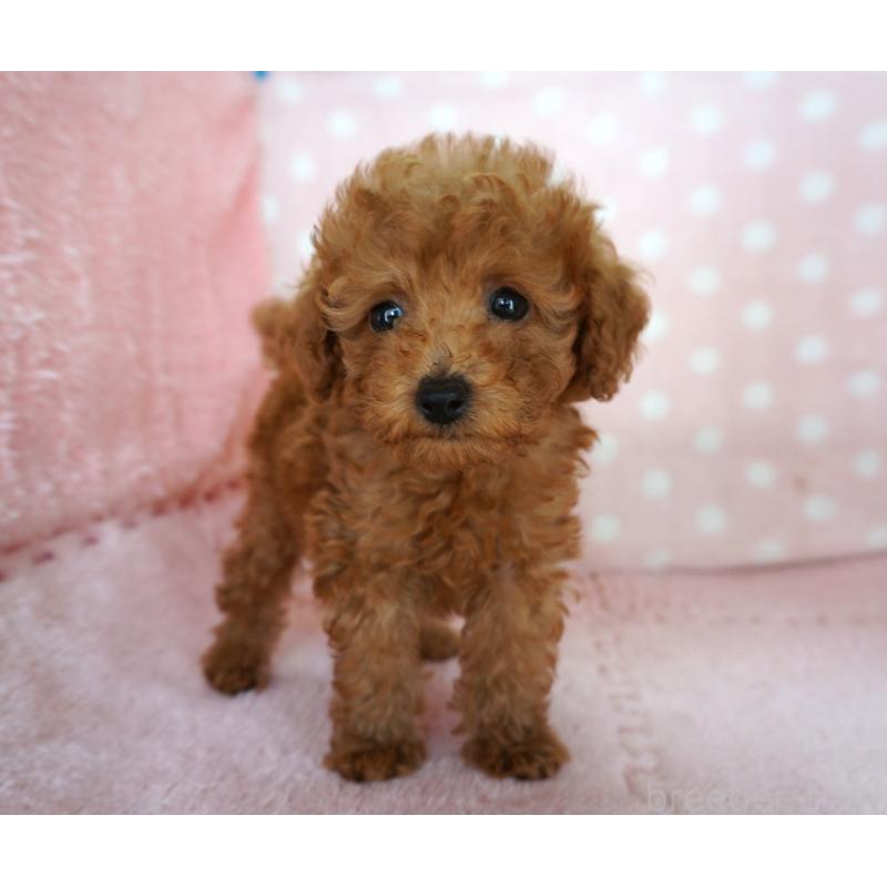 販売中の長崎県のトイプードル-425021の2枚目